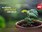 क्या पौधों को बारिश में रखना चाहिए? जानें बारिश का पानी आपके पौधों के लिए अमृत है या जहर