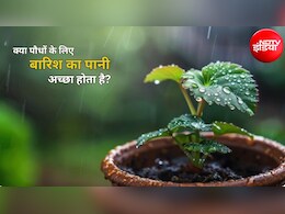 क्या पौधों को बारिश में रखना चाहिए? जानें बारिश का पानी आपके पौधों के लिए अमृत है या जहर