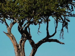 Indian Travellers Can Now Get A South Africa ETA In 48 Hours. How It Works