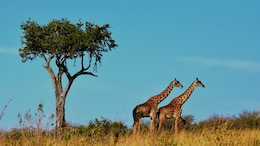 Indian Travellers Can Now Get A South Africa ETA In 48 Hours. How It Works