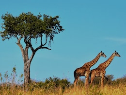 Indian Travellers Can Now Get A South Africa ETA In 48 Hours. How It Works