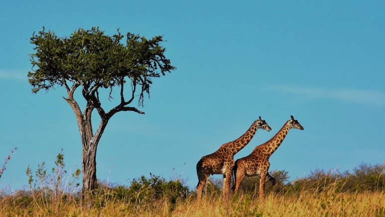 Indian Travellers Can Now Get A South Africa ETA In 48 Hours. How It Works