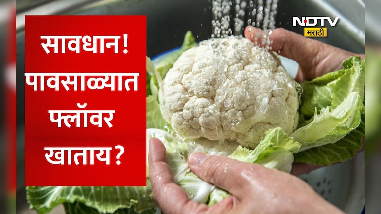 Cauliflower Cleaning: सावधान! पावसाळ्यात फ्लॉवर खाण्यापूर्वी पाहा हा VIDEO! नाहीतर पोटात जाईल घाण, अळ्या, कीटक