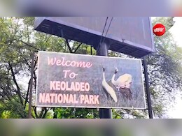 केवलादेव राष्ट्रीय उद्यान में पांचना से नहीं पहुंचा पानी; मर रहीं मछलियां, 375 प्रजाति के पक्षी खतरे में