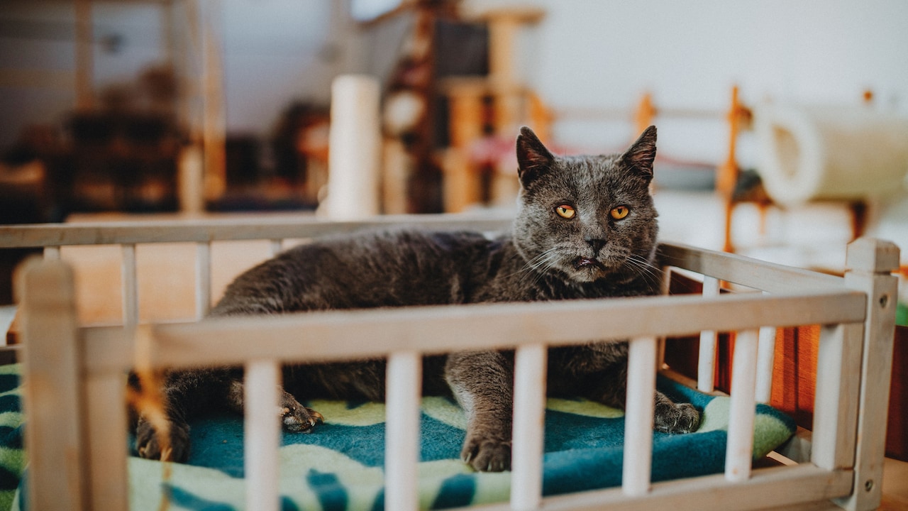How To Choose A Pet Bed That Survives Scratching, Nesting And Washing