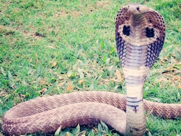 Poisonous Snakes पावसाळा सुरू होताच जमिनीखालून बाहेर पडतात 'हे' 4 यमदूतासारखे साप, वाचा कसा करणार स्वत:चा बचाव