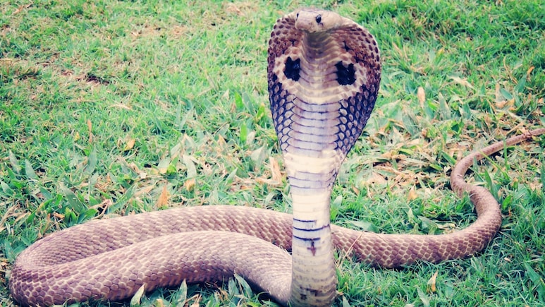 Poisonous Snakes पावसाळा सुरू होताच जमिनीखालून बाहेर पडतात 'हे' 4 यमदूतासारखे साप, वाचा कसा करणार स्वत:चा बचाव