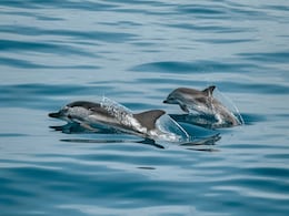 A Shark Was Ready To Attack Swimmers, Then A Pod Of Dolphins Did Something Extraordinary To Protect Them