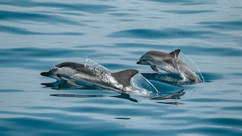 A Shark Was Ready To Attack Swimmers, Then A Pod Of Dolphins Did Something Extraordinary To Protect Them