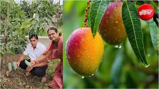 ₹3 लाख किलो वाला 'रेड गोल्ड': सिवनी के किसान ने उगा दिया दुनिया का सबसे महंगा मियाजाकी आम