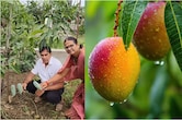 ₹3 लाख किलो वाला 'रेड गोल्ड': सिवनी के किसान ने उगा दिया दुनिया का सबसे महंगा मियाजाकी आम