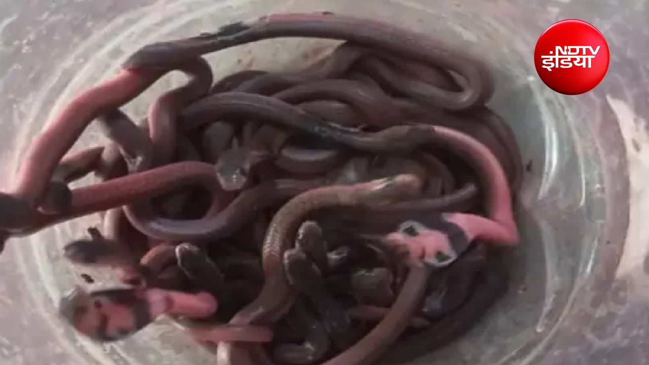 Kushinagar Cobra Rescue: कोबरा के बच्चे Kushinagar Cobra Rescue: कोबरा के बच्चे
