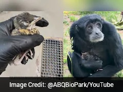Watch: Ape Cares For Baby Bird After It Lands In Her Enclosure At US Zoo