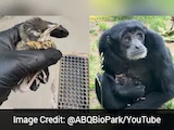 Watch: Ape Cares For Baby Bird After It Lands In Her Enclosure At US Zoo