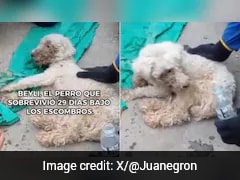 Dog Found Alive After 29 Days Trapped Beneath Earthquake Rubble In Venezuela