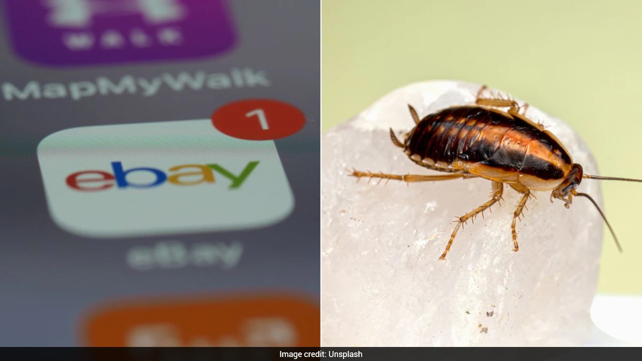 eBay Agrees To Pay $56 Million For Terrorising Couple With Live Cockroaches, Funeral Wreath