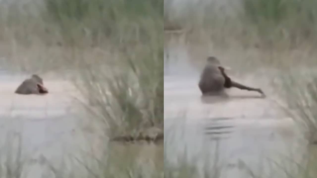 On Camera, Crocodile Drags 12-Year-Old UP Boy Into River, Kills Him In Front Of Uncle