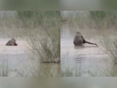 On Camera, Crocodile Drags 12-Year-Old UP Boy Into River, Kills Him In Front Of Uncle