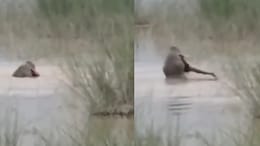 On Camera, Crocodile Drags 12-Year-Old UP Boy Into River, Kills Him In Front Of Uncle