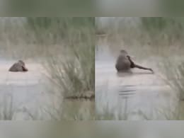 On Camera, Crocodile Drags 12-Year-Old UP Boy Into River, Kills Him In Front Of Uncle