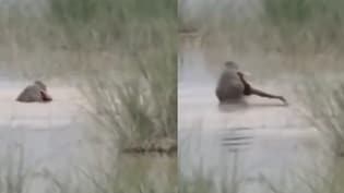 On Camera, Crocodile Drags 12-Year-Old UP Boy Into River, Kills Him In Front Of Uncle