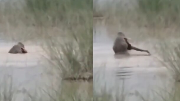 On Camera, Crocodile Drags 12-Year-Old UP Boy Into River, Kills Him In Front Of Uncle