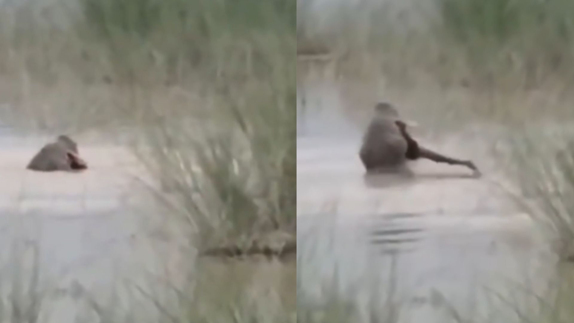 On Camera, Crocodile Drags 12-Year-Old UP Boy Into River, Kills Him In Front Of Uncle