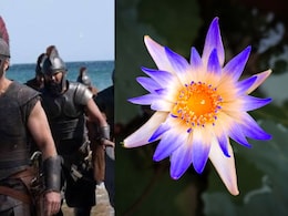 Can Eating Lotus Flower Really Cause Memory Loss Like In <i>The Odyssey</i>? Experts Explain