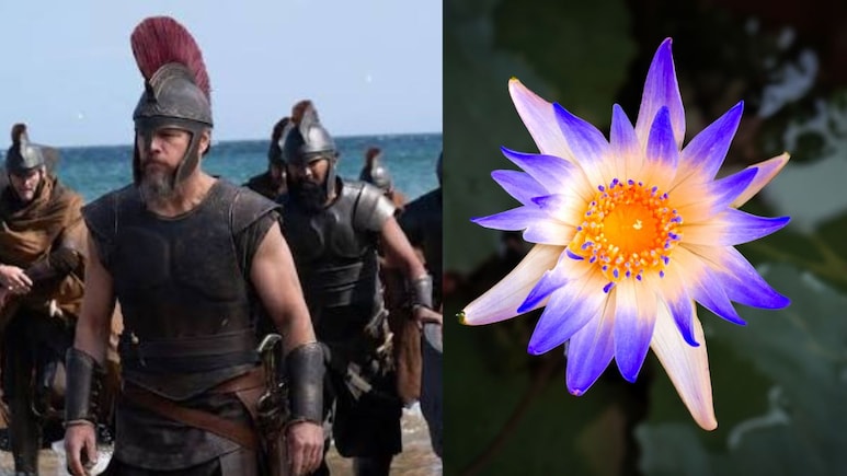 Can Eating Lotus Flower Really Cause Memory Loss Like In <i>The Odyssey</i>? Experts Explain