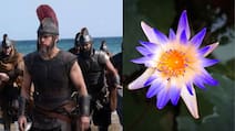 Can Eating Lotus Flower Cause Memory Loss Like In The Odyssey? Experts Explain