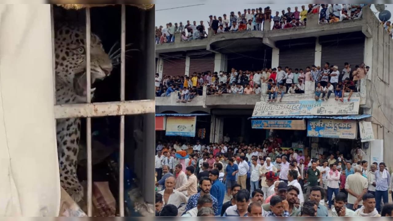 वाइन शॉप में घुसा पैंथर, तहस-नहस कर दी शराब की बोतलें; सेल्‍समैन घायल 