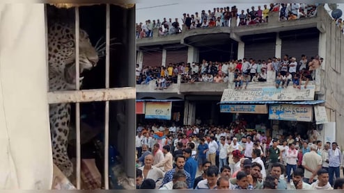 टोंक में तेंदुआ का 3 लोगों पर हमला, पहले वन मित्र, फिर वाइन शॉप में बोला धावा; शराब की बोतलें की तहस नहस