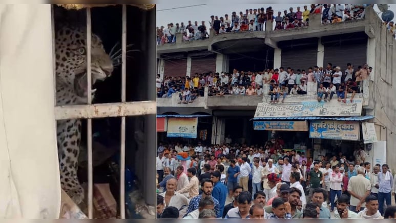टोंक में तेंदुआ का 3 लोगों पर हमला, पहले वन मित्र, फिर वाइन शॉप में बोला धावा; शराब की बोतलें की तहस नहस