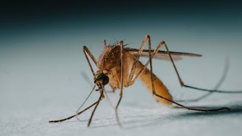 Killing Mosquitoes This Monsoon Going To Get More Expensive