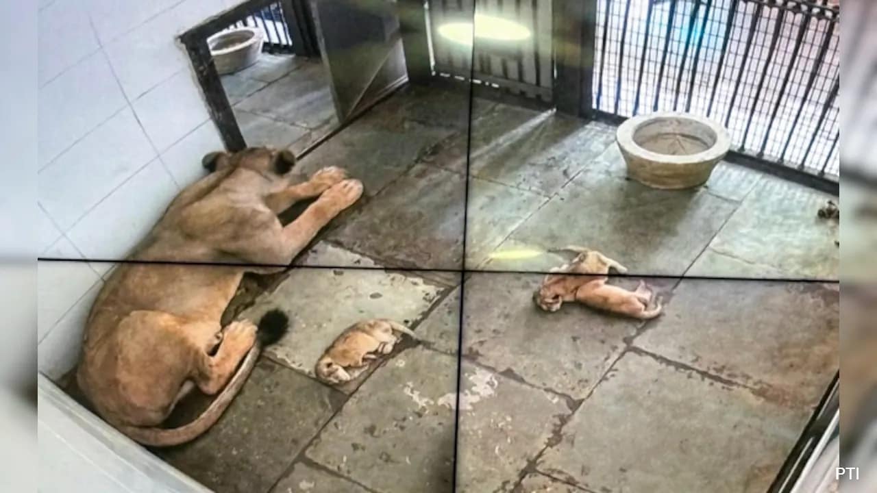 Delhi Zoo welcomes three Asiatic lion cubs for breeding programme
