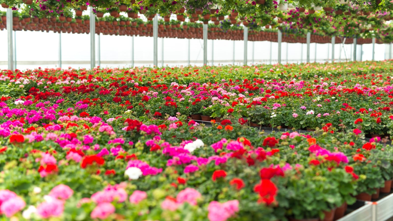 Gwalior floriculture nursery: दो साल में बनकर तैयार हो सकती है ईटेक फ्लोरीकल्चर नर्सरी.
