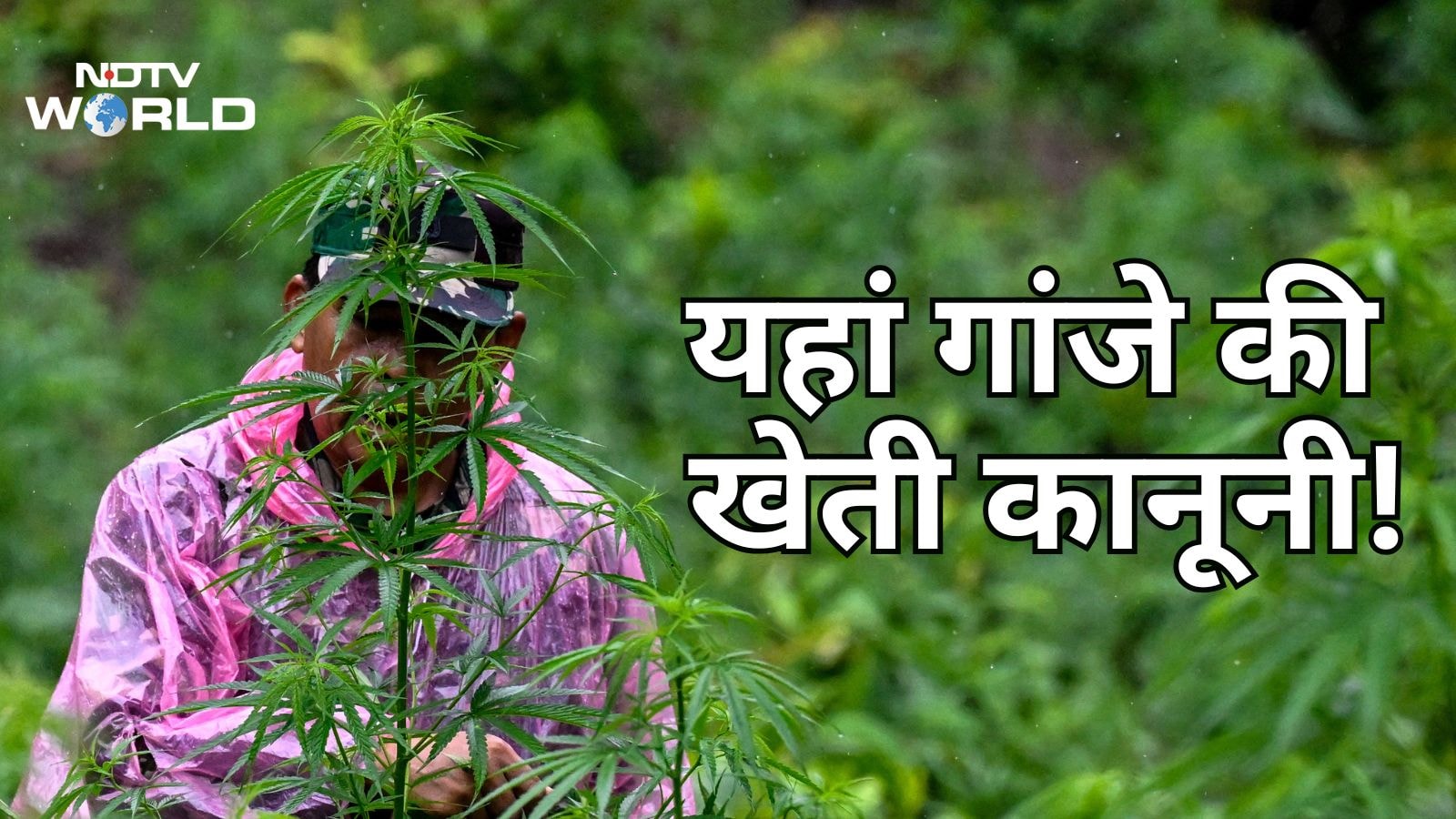 নেপালে, যেখানে 50 বছর ধরে গাঁজা খাওয়া বেআইনি ছিল, এখন গাঁজার চাষ আইনি অনুমোদন পেয়েছে।