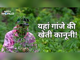 जिस नेपाल में 50 साल से गांजा पीना गैरकानूनी, वहां अब गांजे की खेती को मिली कानूनी मंजूरी