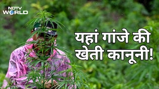 जिस नेपाल में 50 साल से गांजा पीना गैरकानूनी, वहां अब गांजे की खेती को मिली कानूनी मंजूरी