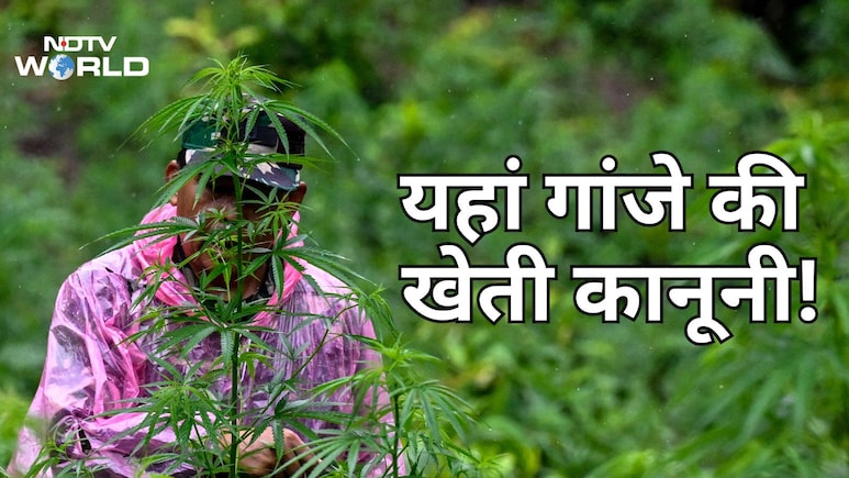 जिस नेपाल में 50 साल से गांजा पीना गैरकानूनी, वहां अब गांजे की खेती को मिली कानूनी मंजूरी