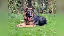 German Shepherd Fights Off Leopard In Gujarat, Saves 3 Men Before Dying