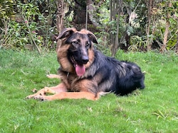 German Shepherd Fights Off Leopard In Gujarat, Saves 3 Men Before Dying