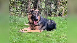 German Shepherd Fights Off Leopard In Gujarat, Saves 3 Men Before Dying