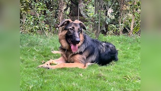 German Shepherd Fights Off Leopard In Gujarat, Saves 3 Men Before Dying
