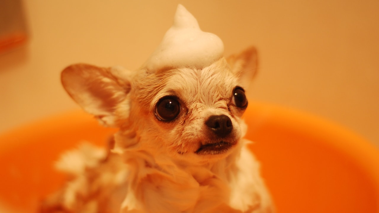 Say goodbye to the wet dog smell by pampering your furry friends with these essentials