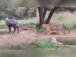 नीलगाय के तेवर देख पीछे हटा मशहूर लेपर्ड 'राणा', झालाना सफारी में पर्यटकों ने कैमरे में कैद किया दुर्लभ नजारा