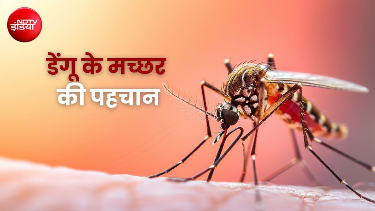डेंगू के मच्छर को क्या देखकर पहचान सकते हैं? ये चीज होती है बाकियों से अलग