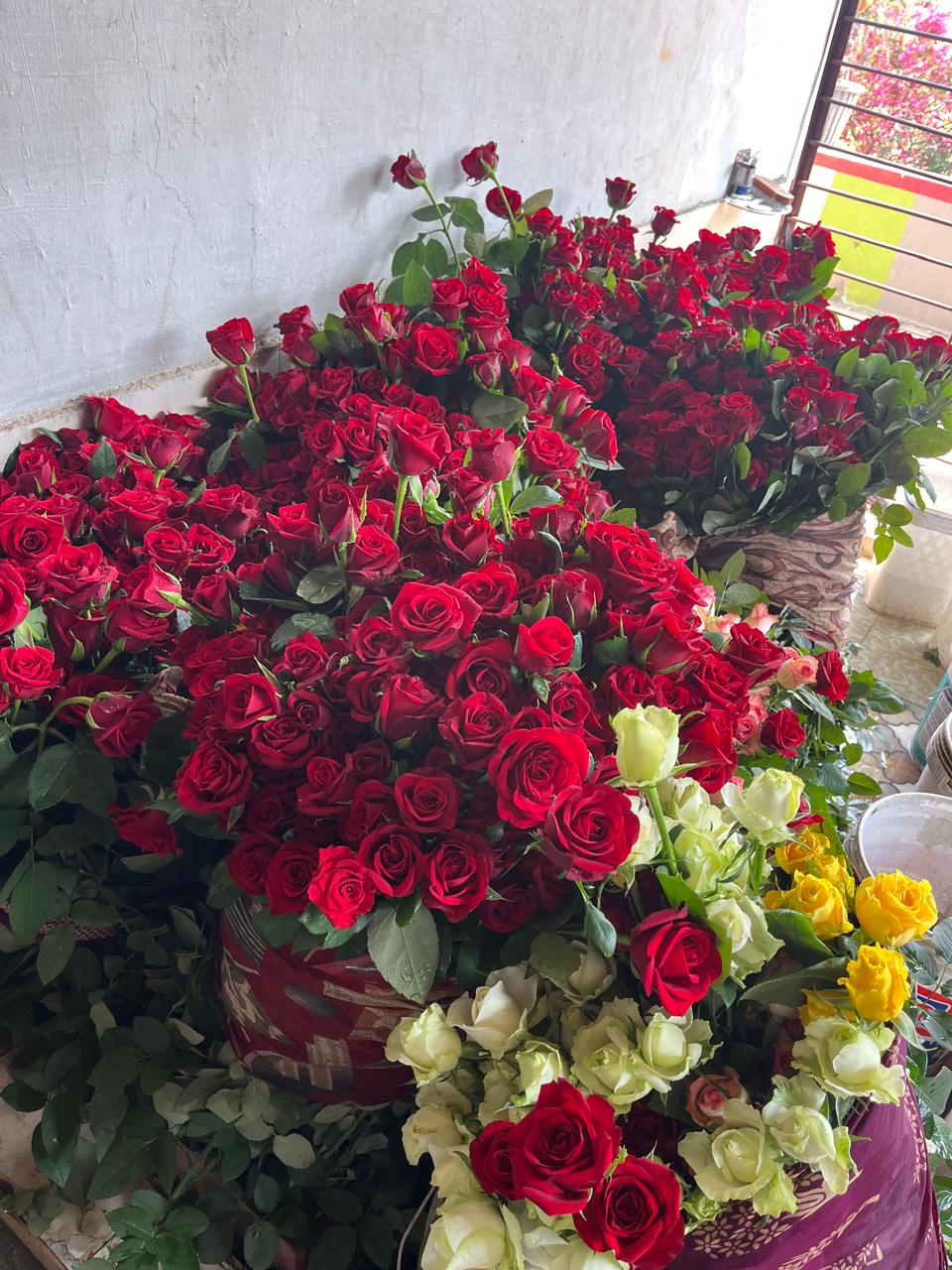 Rose Farming: गुलाब की खेती से लाखों की कमाई Rose Farming: गुलाब की खेती से लाखों की कमाई