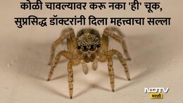 Spider Bite Treatment: कोळी चावल्यानंतर काय करावे? WHOचे Technical Advisor ने दिला महत्त्वाचा सल्ला