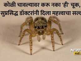 Spider Bite Treatment: कोळी चावल्यानंतर काय करावे? WHOचे Technical Advisor ने दिला महत्त्वाचा सल्ला